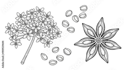 Detailed botanical line drawing of a star anise flower along with seeds and pods showing intricate natural textures.