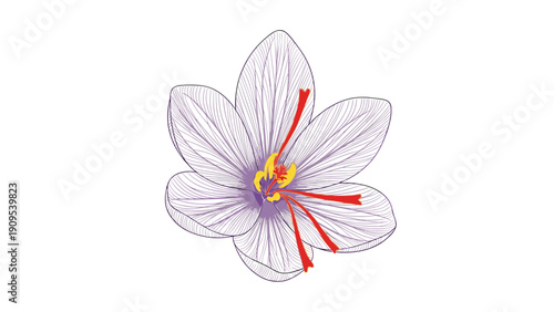 Detailed botanical drawing of a saffron crocus flower with purple petals and bright red stigmas for herbal studies.