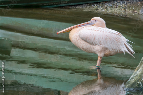 White Pelican Standing in Shallow Water with Calm Reflection by the Bank