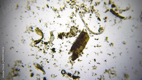 Moving nematode pushing sand grains with visible internal eggs under 40x brightfield microscopy. Detailed 4K scientific stock footage of parasitic worm behavior and micro-interaction.