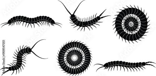 Centipede silhouette collection insect arthropod crawling poisonous bug concept isolated black vector illustration, flavector