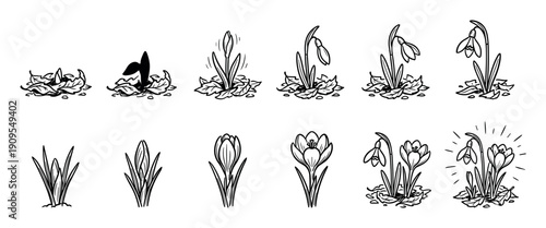 Hand drawn black and white illustrations showing the growth stages of snowdrop and crocus flowers, from sprouting through leaves to full bloom in a sequential life cycle set