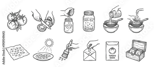Hand-drawn illustration set showing the process of saving tomato seeds from fresh fruit, including steps for fermenting, washing, drying, and storing for home gardening
