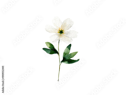 Delicate watercolor rendering of a single white anemone flower and stem on a black background