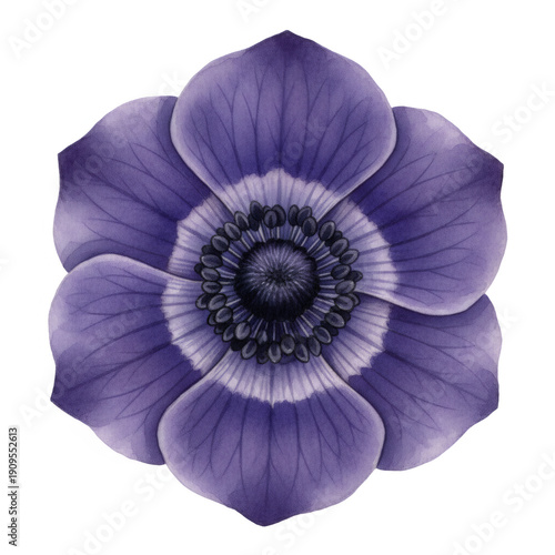 Purple anemone flower botanical illustration. Watercolor drawing for elegant floral design element. Nature blossom art.