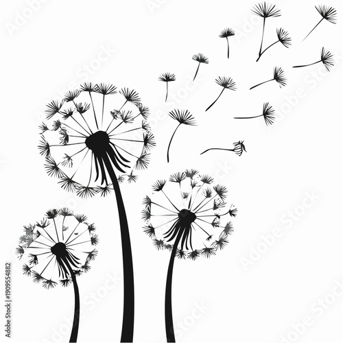 Dandelions with flying seeds, fluffy dandelion flower silhouettes. Spring season blooming blowball flowers doodles vector illustration. 