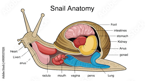 A detailed anatomical illustration of a snail cross-section labeled Snail Anatomy in black text at the top (1)_traced