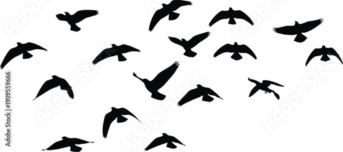 Flying bird silhouettes set, birds in flight collection, wildlife nature illustration isolated black vector clipart bundle