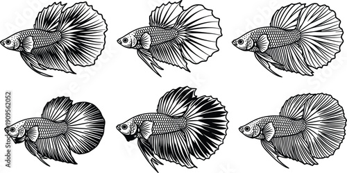 Betta fish set vector illustration black and white detailed siamese fighting fish aquarium collection tropical aquatic artistic design graphic artwork