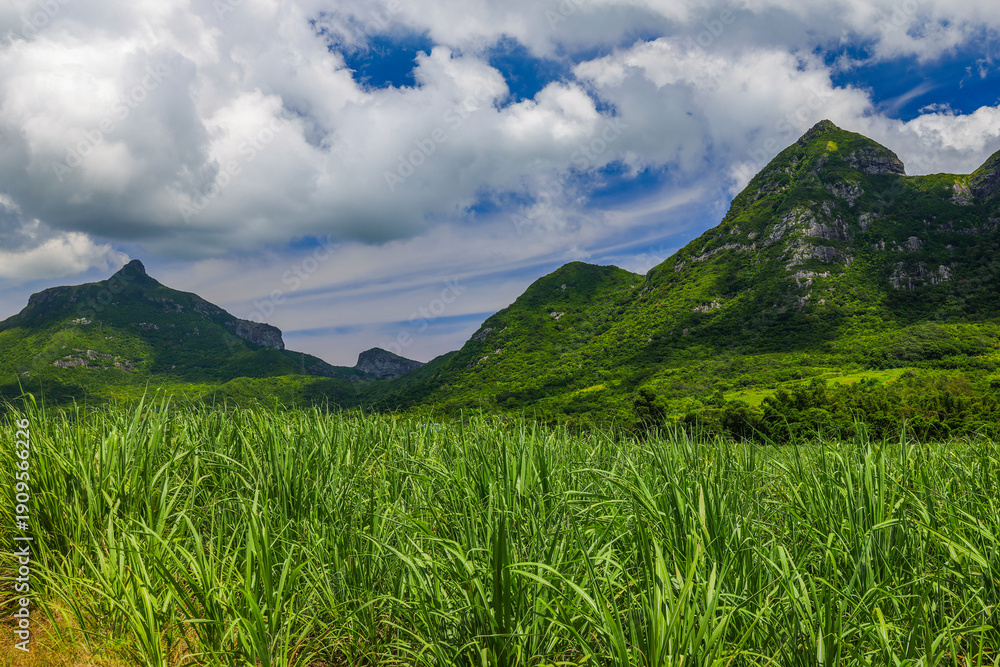 Fototapeta premium Scenic image of a Sugar cane field near Moka Range mountains on Mauritius island, Africa