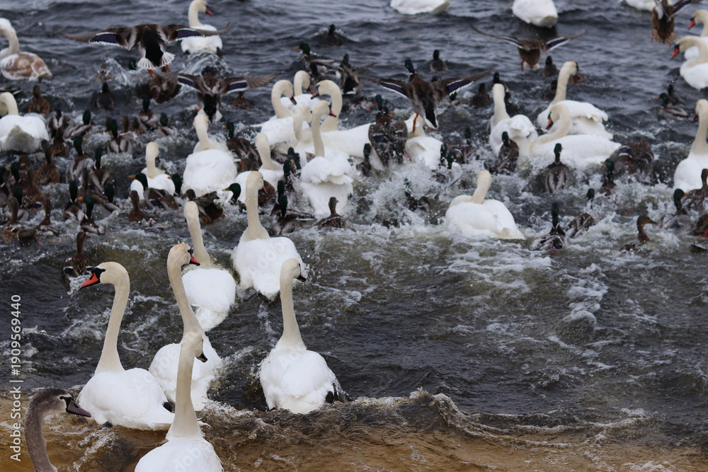Obraz premium Swans and ducks quickly sail away from the shore. Frightened birds swim away. Waterfowl in the winter in the water between the ice. Birds create splashes in the water. Nature. Ornithology