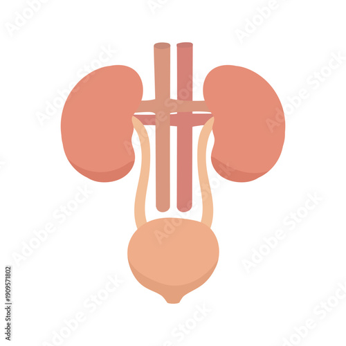 Human Urinary System Illustration with Kidneys and Bladder