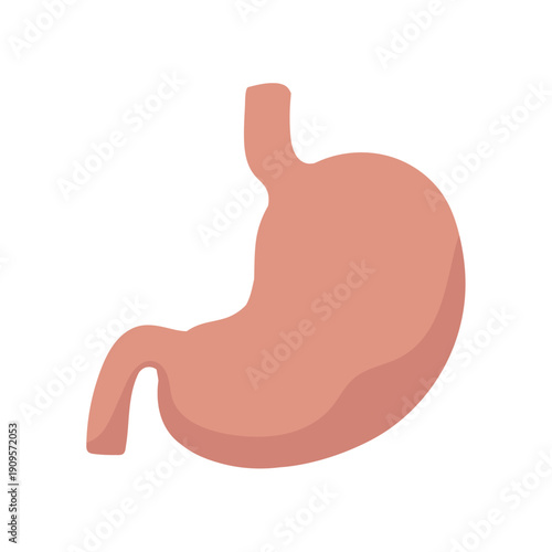 Simple Stomach Diagram for Healthcare and Education