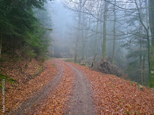 Germany, Black Forest, Atmospheric foggy winter woodland with winding nature trail