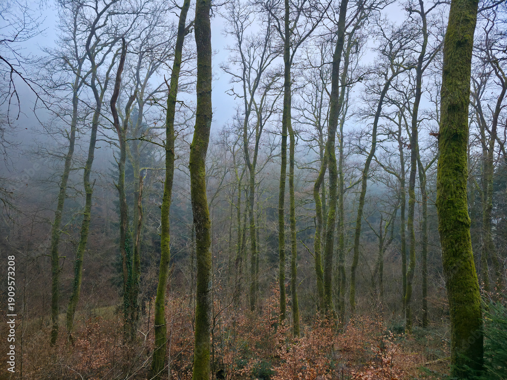 Fototapeta premium Germany, Black Forest, Calm foggy winter forest scenery with green conifers and leaves and green moss covered tree trunks
