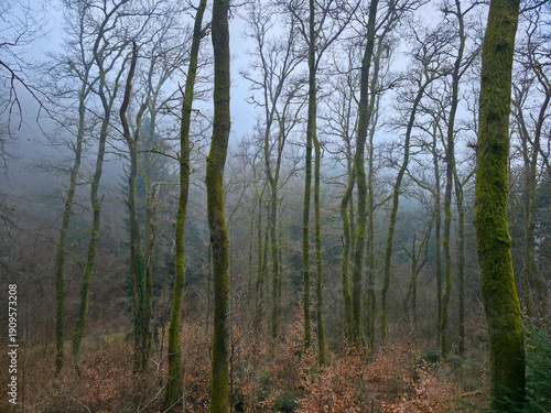 Germany, Black Forest, Calm foggy winter forest scenery with green conifers and leaves and green moss covered tree trunks