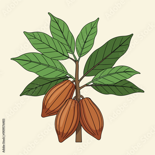 Cocoa Pods on Branch with Leaves.