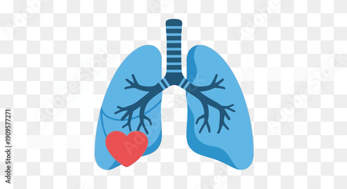 Anatomical illustration of human lungs with a red heart, symbolizing respiratory and cardiovascular health.