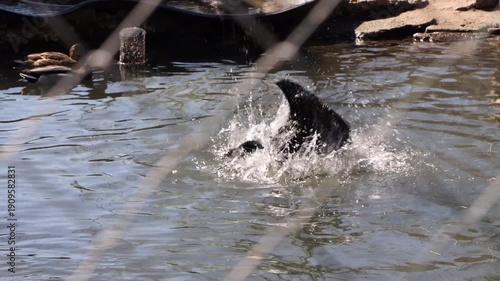 View Through Wire Mesh Of A Cormorant Or Similar Waterbird Diving And Splashing As It Catches A Fish In A Zoo Pool. Captive Animal Hunting.