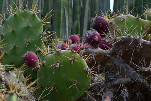 Figuier de  barbarie avec des fruits en gros plan