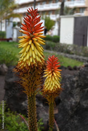 Tritomas en fleurs dans un jardin en gros plan
