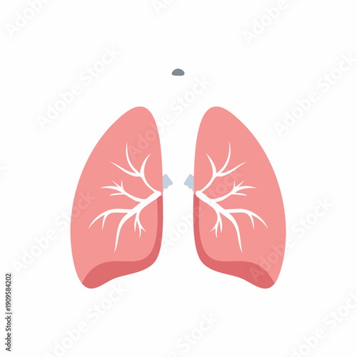 Illustration of human lungs, respiratory system anatomy, healthcare concept.