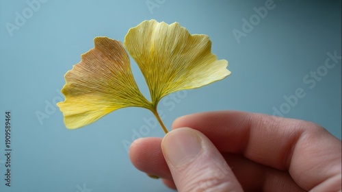 A human hand holds a vibrant yellow ginkgo leaf with orange edges against a smooth solid blue background,