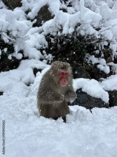 Canvas Print Japan snow monkey