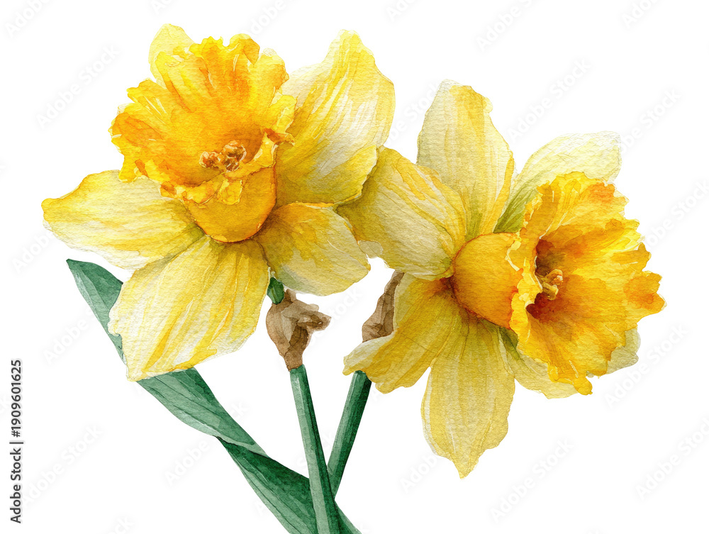 Obraz premium Close-up view of two bright yellow daffodils with green stems and leaves, set against black