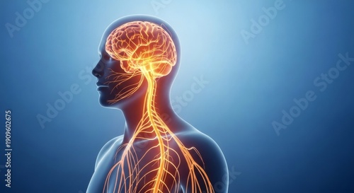 3D human brain and nervous system glowing with neural activity in blue gradient background for medical research and neurology awareness perfect for MS (Multiple Sclerosis) Awareness Week