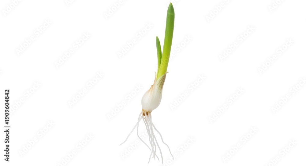 Fototapeta premium Fresh spring onion with roots isolated PNG, scallion bulb with green sprouts on transparent background for cooking and healthy eating