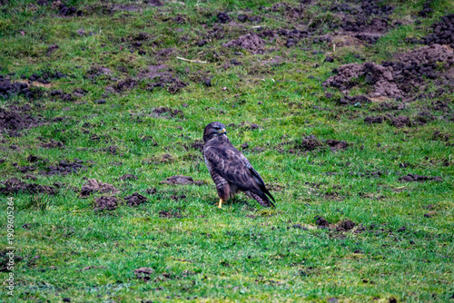 Striking Falcon Standing in Green Field with Dirt Patches Under Open Sky