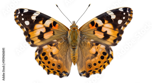 фотографія Painted lady butterfly PNG isolated on transparent background, Vanessa cardui wi