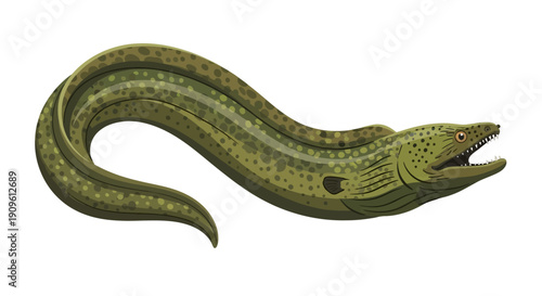 Illustration of a green moray eel with detailed texture and open mouth.