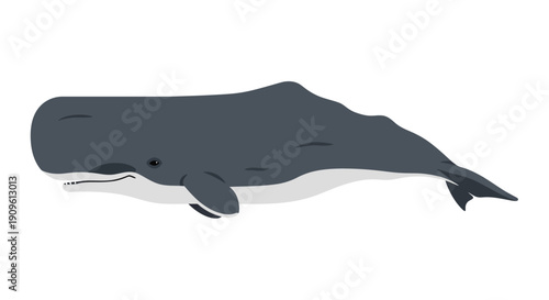 Illustration of a large blue whale swimming in the ocean.