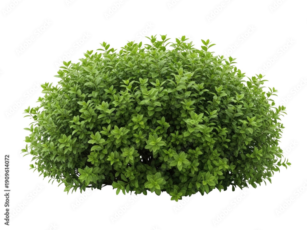 Fototapeta premium 3d green bush plant, transparent background, cutout png