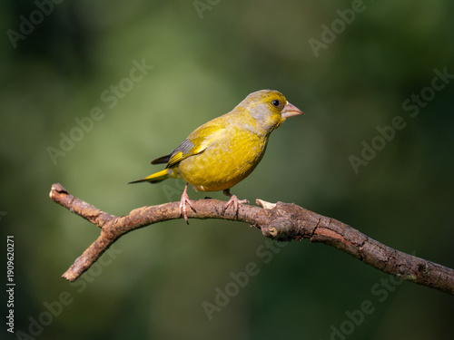 Foto Grünfink, Chloris chloris