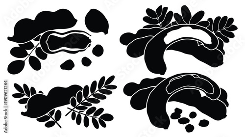 Moringa plant leaves and seeds black silhouette botanical vector set