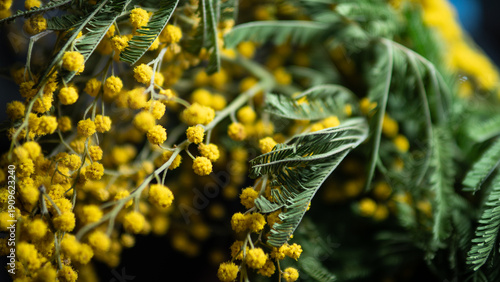 Mimosa Flowers (Acacia dealbata) Macro, Yellow Spring Floral Background