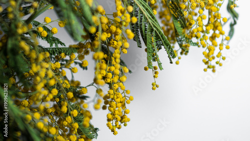 Mimosa Flowers on White Background with Copy Space