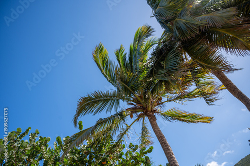 palm trees against blue sky 