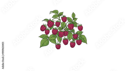 Detailed illustration of a raspberry branch laden with many ripe red berries and green leaves, perfect for food and nature designs.