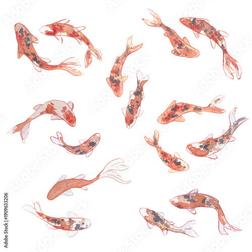 aquarelle, carpe koï, poisson, petite illustration, ornement, orange, peinture