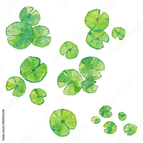 aquarelle nénuphar, petite illustration, ornement, peinture