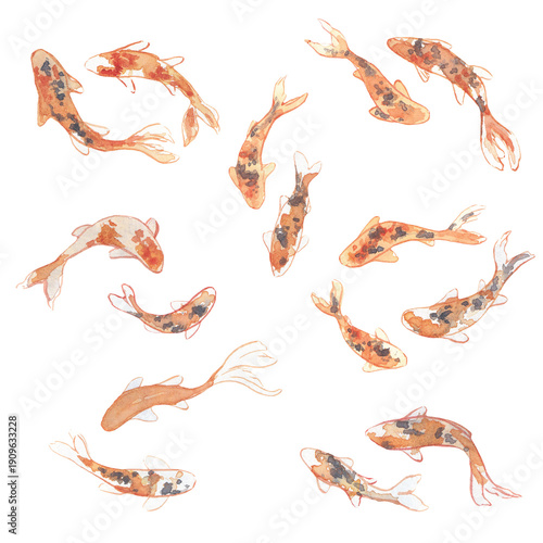 aquarelle, carpe koï, poisson, petite illustration, ornement, orange, peinture