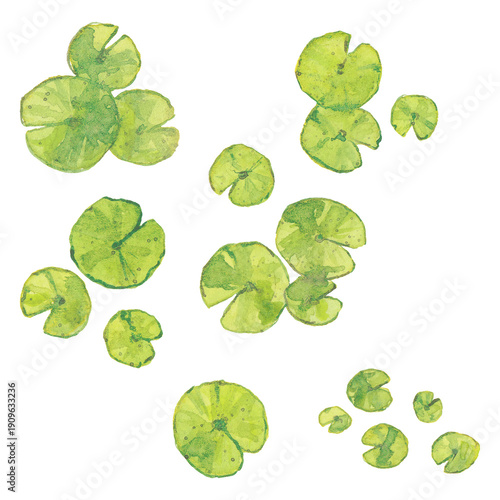 Photos aquarelle nénuphar, petite illustration, ornement, peinture