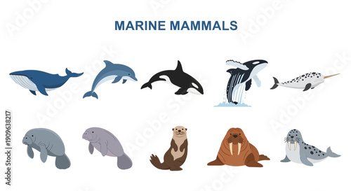 Illustration of ten different marine mammals arranged in two rows under a title