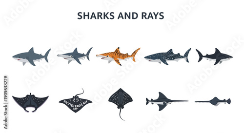 Collection of cartoon illustrations of five sharks and five rays on a white background