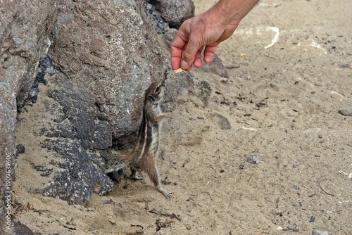 Atlashörnchen, Fuerteventura, Costa Calma