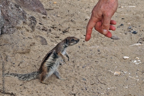 Atlashörnchen, Fuerteventura, Costa Calma